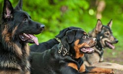 Novela Zákona o veterinární péči