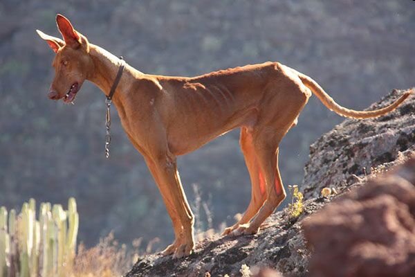 canarian podenco